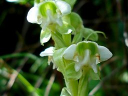 Pterygodium cooperi