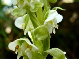Pterygodium cooperi inflorescence