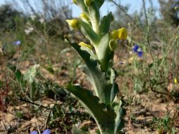 Pterygodium crispum leaves