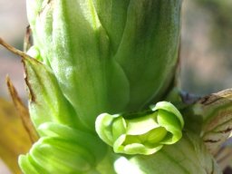 Pterygodium hallii floral beginnings