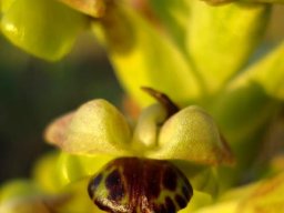 Pterygodium hallii flower