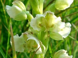Pterygodium hastatum flowers