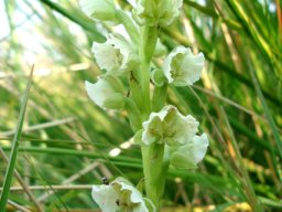 Pterygodium hastatum