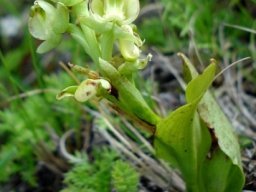Pterygodium leucanthum