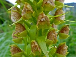 Pterygodium magnum flowers and bracts