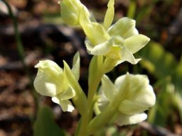 Pterygodium