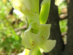 Pterygodium pentherianum section of flower spike
