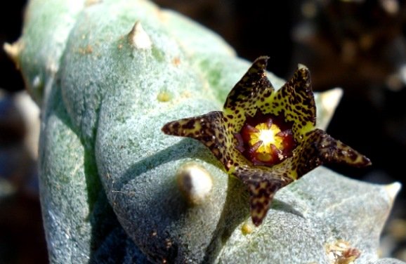 Quaqua acutiloba