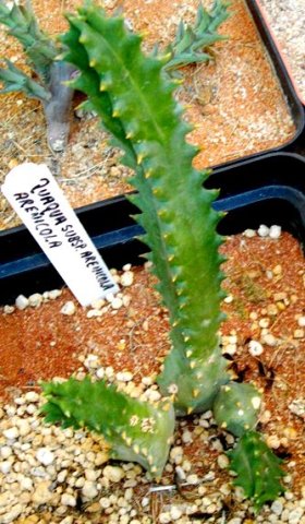 Quaqua arenicola subsp. arenicola