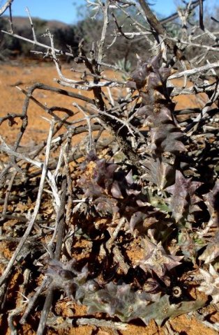Quaqua armata subsp. maritima