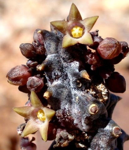 Quaqua incarnata subsp. hottentotorum 