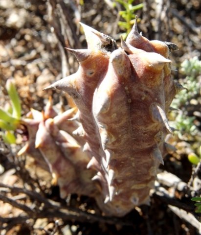 Quaqua mammillaris stem