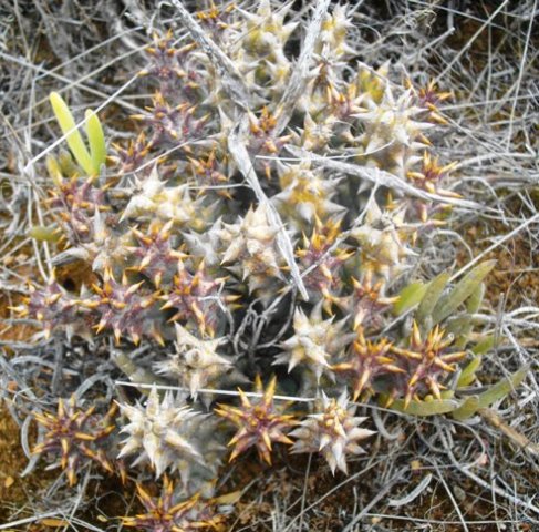Quaqua mammillaris