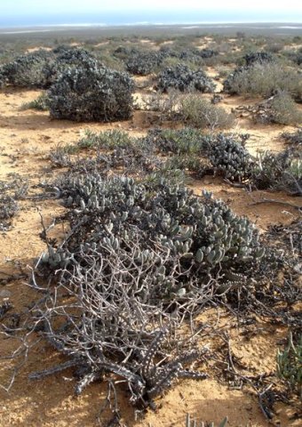 Quaqua parviflora subsp. parviflora in habitat
