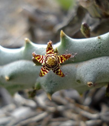 Quaqua parviflora subsp. parviflora young stem