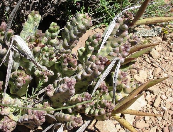 Quaqua ramosa fruit follicles