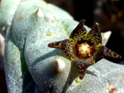 Quaqua acutiloba