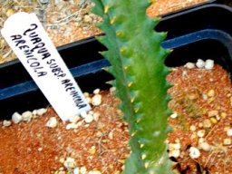 Quaqua arenicola subsp. arenicola