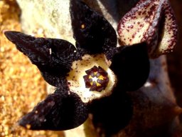 Quaqua armata subsp. maritima flower