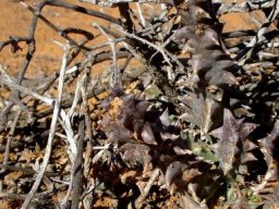 Quaqua armata subsp. maritima
