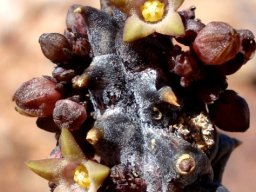 Quaqua incarnata subsp. hottentotorum 