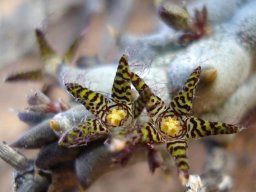 Quaqua parviflora subsp. parviflora