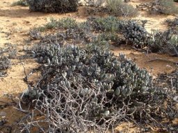 Quaqua parviflora subsp. parviflora in habitat