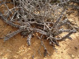 Quaqua parviflora subsp. parviflora stems