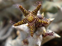 Quaqua parviflora subsp. parviflora flower