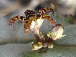 Quaqua parviflora subsp. parviflora flower profile