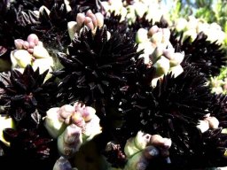 Quaqua ramosa flowers