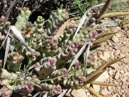Quaqua ramosa fruit follicles