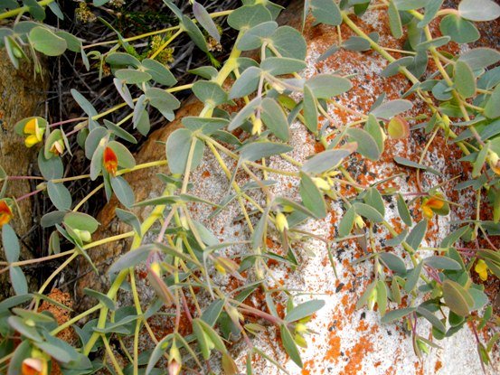 Rafnia acuminata