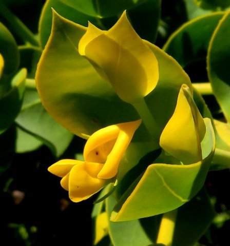 Rafnia schlechteriana flower
