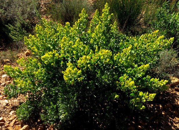 Rafnia schlechteriana much new growth