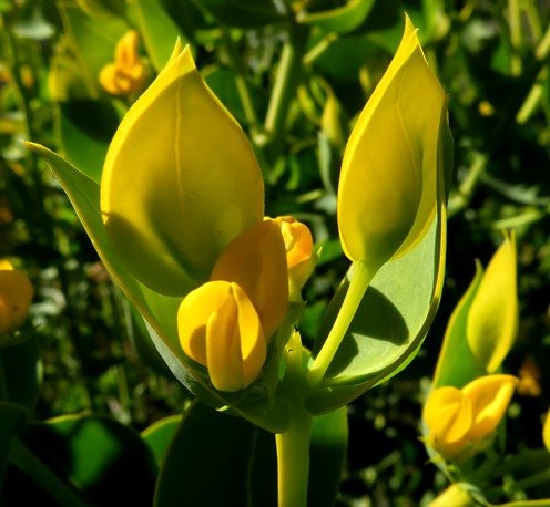 Rafnia schlechteriana leaves as flower shields