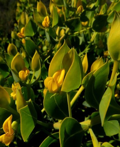 Rafnia schlechteriana blooming