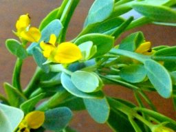Rafnia capensis subsp. ovata