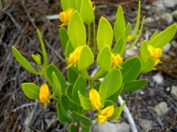 Rafnia capensis subsp. pedicellata flowers