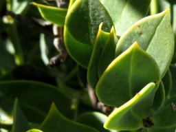 Rafnia schlechteriana leaves