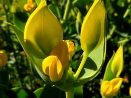 Rafnia schlechteriana leaves as flower shields