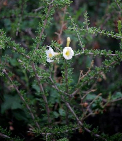 Rhigozum trichotomum in the Kgalagadi