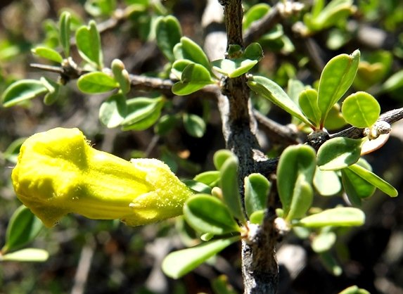 Rhigozum obovatum bud