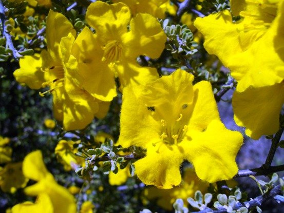 Rhigozum obovatum flowers