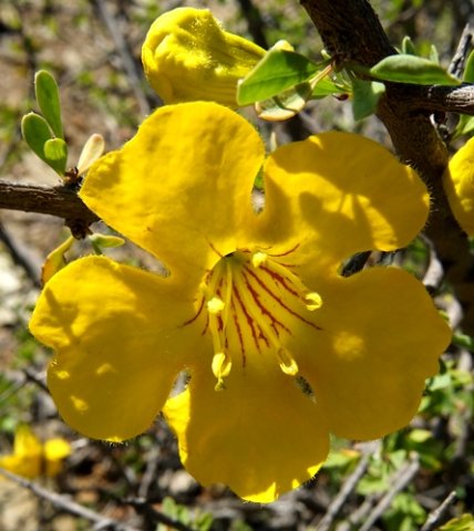 Rhigozum obovatum flower