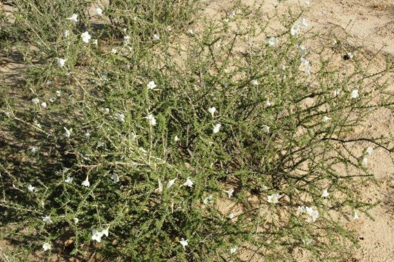 Rhigozum trichotomum