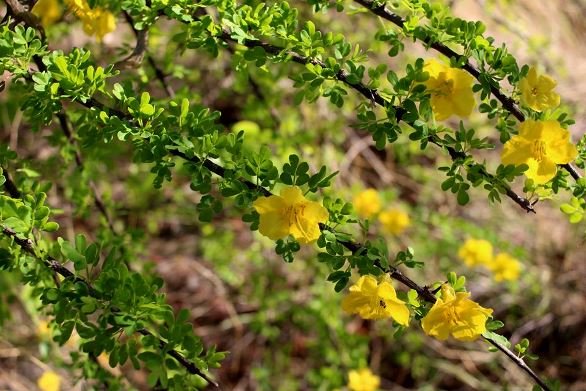 Rhigozum zambesiacum renewal