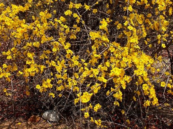 Rhigozum zambesiacum flowers
