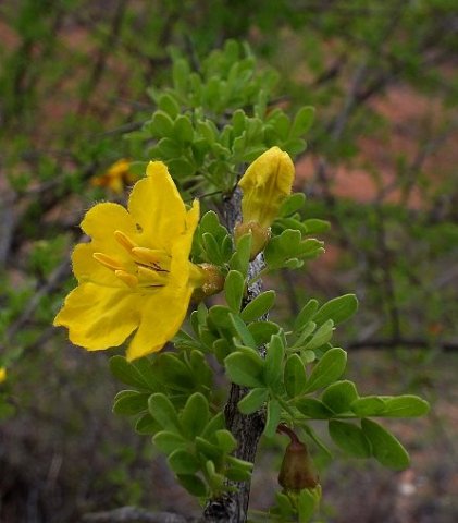 Rhigozum zambesiacum leaves
