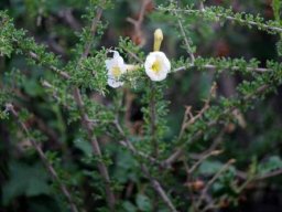 Rhigozum trichotomum in the Kgalagadi